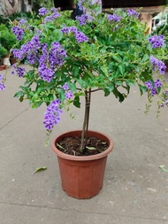 棒棒糖藍雪花高60cm左右綠植盆栽植物｜喜陽植物｜