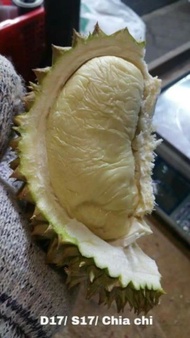 ANAK POKOK DURIAN D17/S17 CHIAT CHI.