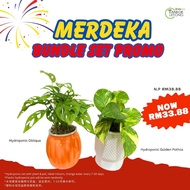 TKL - Hydroponic Indoor Plant Bundle Set Table Top Plant 室内水培植物套装