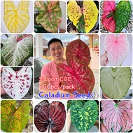 100% Original 100pcs Caladium Seeds Mixed Colors Plants for Flower Seeds Ornamental Rare Bonsai Live Air Tree Plants Home Balcony Garden Decoration Outdoor and Indoor Cheap Price High Germination Rate Easy To Grow In Singapore Ready Stock