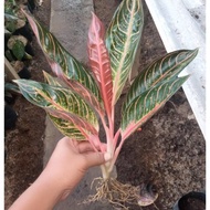 Jual bunga aglonema red sumatra indukan Murah