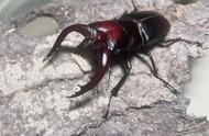 《beetle.betta》高砂鋸鍬形蟲 和美產 成蟲
