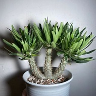 象牙宮(Pachypodium rosulatum) 塊根植物 象牙宮 象牙玉