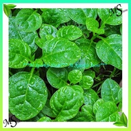 Biji benih Bayam Malabar Hijau / Malabar Green Spinach Seeds (15pcs)