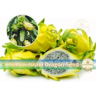 20pcs Seeds Yellow Dragon Fruit Pitaya Israel Biji Benih Pokok Buah Naga Kuning 黄色火龙果种子
