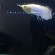 Ikan Arwana Silver Albino