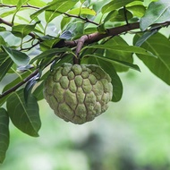 Anak Pokok Nona HYbrid