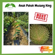 Green Leaf Nursery - Anak Pokok Musang King/D197/猫山王树苗/READY STOCK!!!