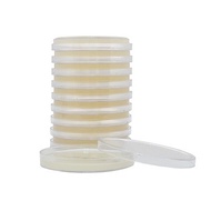 Potato Dextrose Agar Media PDA Petri Dish - 10pc Standard Potato Dextrose Agar (PDA)