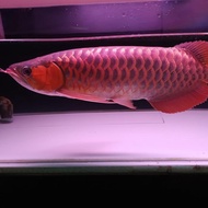 arwana super red 40cm