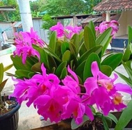 Anggrek Cattleya Mantini Anggrek Catty Catlea Pink (DEWASA)