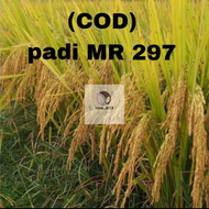 CODBENIH PADI MR 297 UNGGUL 1KG BERKUALIS