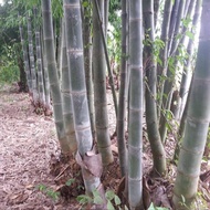 5 เมล็ด เมล็ดไผ่ซางหม่น ผักปลอดสารพิษ สวนครัว เหมาะแก่การทำสวน Bamboo Seeds