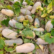 10 seeds High Yielding SQUASH SEEDS-KALABASA SEEDS/Guitar Squash Seeds Squash Seeds Easy