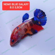 cupang giant nemo blue galaxy betina real