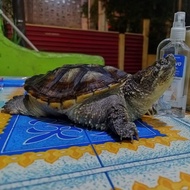 kura air common snapping turtle (CST)
