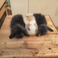 Sepasang Anakan Kelinci Rabbit Bunny FuzzyLOP Hidup