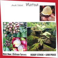 Pokok Matoa (3rasa rare)Durian+Laici+Longan