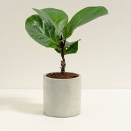 琴葉榕│泥作系列│福所栽