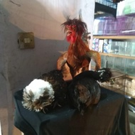 ayam poland dewasa sepsang produktif