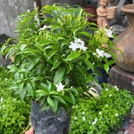 Pokok Bunga Jasmine (Thai)