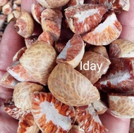 buah pinang kering asli 500g buah pinang tua kering