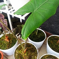 Alocasia Zebrina Original Alokasia Zebra Import bukan lokal