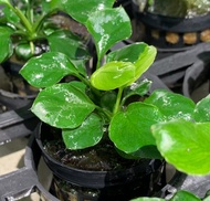 Anubias Nana Goldcoin live plant by Aquatic Farmer pack of 3 pots - for aquarium or terrariums