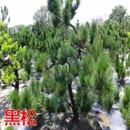 G5069 1粒 罗汉松种子 Podocarpus Seeds 真柏黑松松柏 文竹贵妃,日本,雀舌,大叶,珍珠,红芽,台湾,海南,金钻,小叶,兰屿罗汉松种子