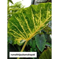 ALOCASIA/NEW/GUINEA/GOLD/KELADI/EMAS/916(Anak/pokok)