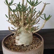 SG2785-泡泡葉巨琉桑種子🔥多肉植物小盆栽禮物🔥