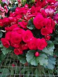 Begonia Rose( 海棠玫瑰) 🌹