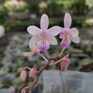 [ Species + Fragrant ] Phalaenopsis lindenii Orchid