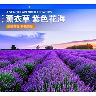Biji Bernih Bunga English Lavender (50 seeds)/薰衣草种子/Lavender Seeds