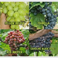 Bibit Anggur 1 Paket Berisi 4 Jenis Bibit Anggur(4Jenis Bibit Anggur Genjah)