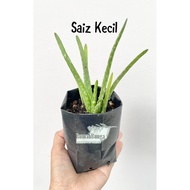 Real Plant Aleo Vera | Pokok Hidup Lidah Buaya |  Anak Pokok Lidah Buaya