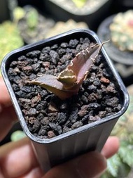 Agave 龍舌蘭 綠幽靈