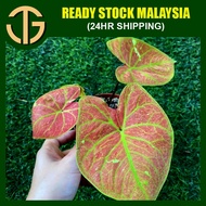 【2024 SALE】Caladium New WAVE Bicolor Mix - New Arrival