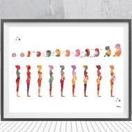Pregnancy Stage Watercolor Poster Printing Fetal Development Gestational Age Printmaking Obstetrics 
