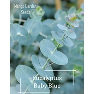 *Rare* Baby Blue Eucalyptus  Seeds - 5 Seed *Pot Friendly* Tanam Pasu Besar, Biji Benih Eucalyptus 桉树- Mango Garden