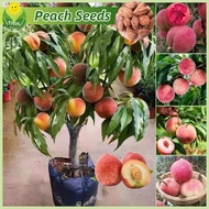 เม็ดพันธุ์ ลูกพีช เมล็ดพีช บรรจุ 5 เมล็ด Sweet Peach Tree Seed Fruit Seeds for Planting บอนไซ ต้นไม้ เมล็ดผลไม้ พันธุ์ผลไม้ เมล็ดพันธุ์ผลไม้ ต้นไม้กินผล บอนสีพันหายาก ต้นไม้ผลกินได้ เมล็ดบอนสี ต้นไม้แคระ ต้นไม้มงคล ปลูกง่าย คุณภาพดี ราคาถูก ของแท้ 100%