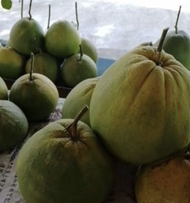 Limau Bali Tambun Pomelo Fruit（manis)甜柚子