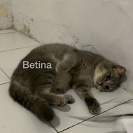 kucing british shorthair betina silver shaded 10 bulan good body