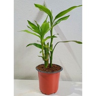 Pokok Lucky Bamboo Hijau