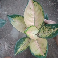 Terbaru aglaonema sultan brunei / pancawati