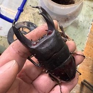 帝王扁成蟲