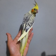 falk betina remaja jinak