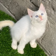 Promo Kucing Kitten Himalaya mainc00ne Red Point Blue Eyes Diskon