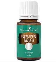 Eucalyptus radiata