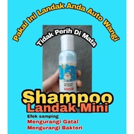 Shampoo Landak Mini Albino Indukan Sepasang Anakan Betina Aksess Jinak
